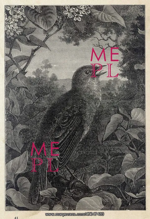  : NIGHTINGALE SINGING 2