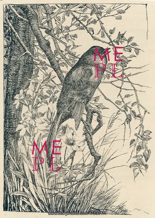  : NIGHTINGALE SINGING