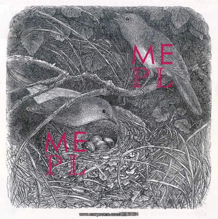  : NIGHTINGALES