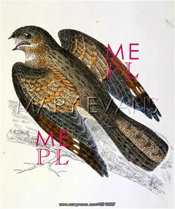  : NIGHTJAR. (Caprimulgus europaeus)