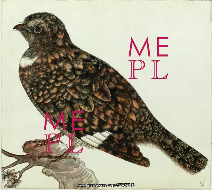 : Nightjar sp. Caprimulgua sp : Nightjar sp. Caprimulgua sp