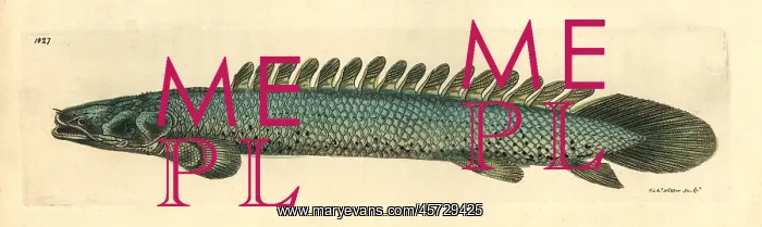 : Nile bichir, Polypterus bichir : Nile bichir, Polypterus bichir