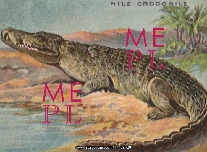  : Nile Crocodile