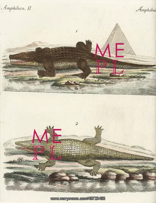 : Nile crocodile, Crocodylus niloticus : Nile crocodile, Crocodylus niloticus