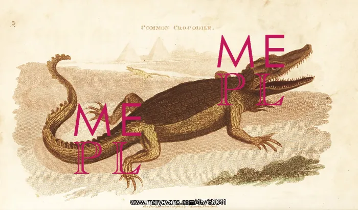 : Nile crocodile, Crocodylus niloticus : Nile crocodile, Crocodylus niloticus