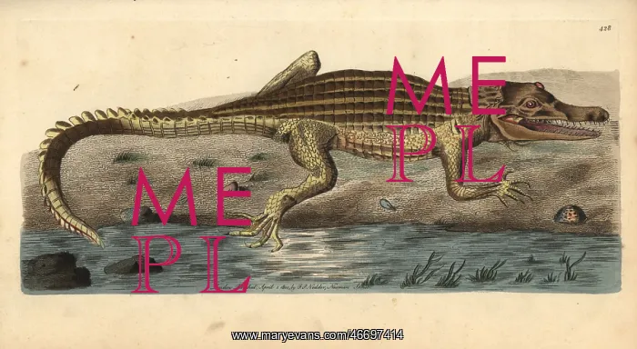 : Nile crocodile, Crocodylus niloticus : Nile crocodile, Crocodylus niloticus