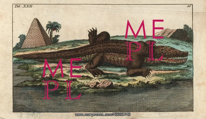 : Nile crocodile, Crocodylus niloticus : Nile crocodile, Crocodylus niloticus