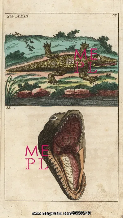 : Nile crocodile, Crocodylus niloticus : Nile crocodile, Crocodylus niloticus