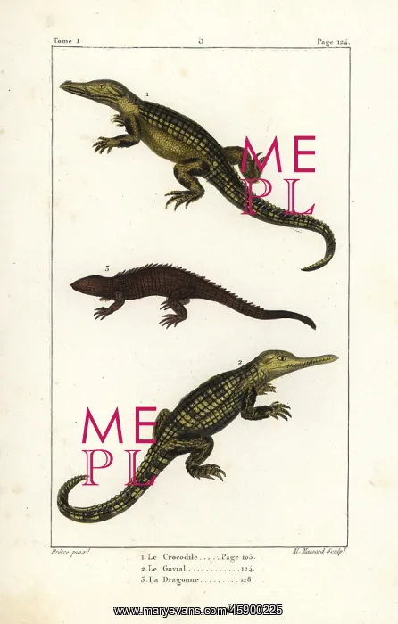 : Nile crocodile, gharial and dragon lizard : Nile crocodile, gharial and dragon lizard
