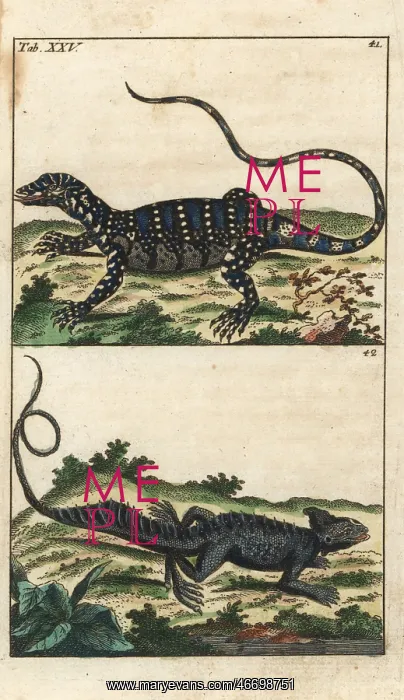 : Nile monitor lizard and common basilisk : Nile monitor lizard and common basilisk