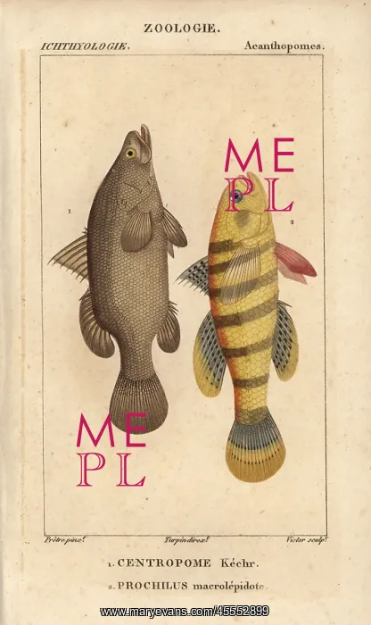 : Nile perch, Lates niloticus, and sleeper fish : Nile perch, Lates niloticus, and sleeper fish