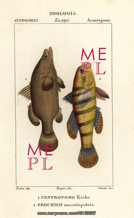 : Nile perch and sleeper fish : Nile perch and sleeper fish