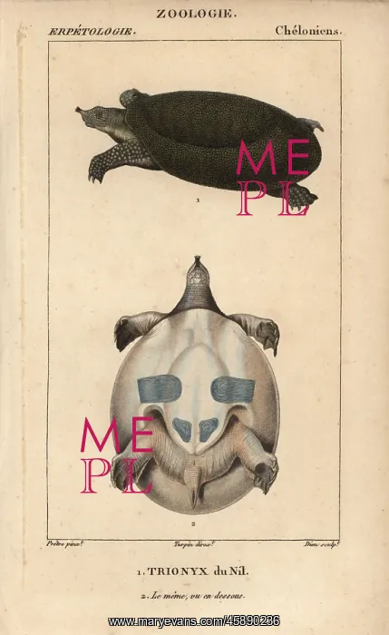 : Nile soft-shelled turtle, Trionyx triunguis : Nile soft-shelled turtle, Trionyx triunguis