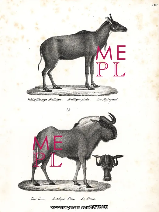 : Nilgai and black wildebeest : Nilgai and black wildebeest