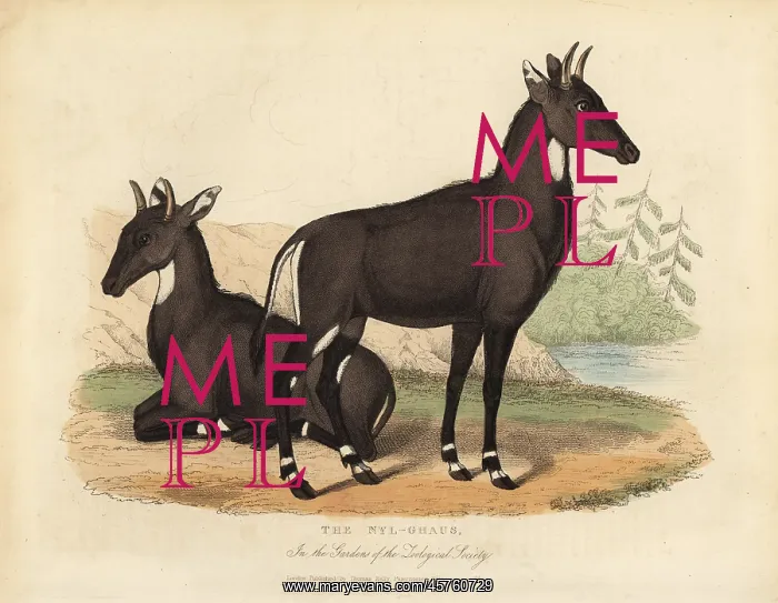 : Nilgai or blue bull, Boselaphus tragocamelus : Nilgai or blue bull, Boselaphus tragocamelus