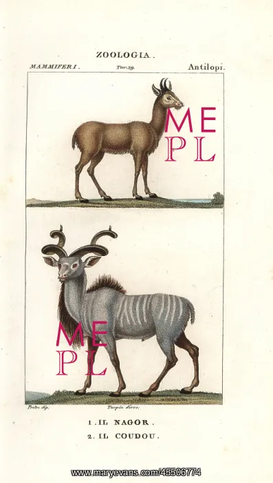 : Nilgai, Boselaphus tragocamelus, and greater : Nilgai, Boselaphus tragocamelus, and greater