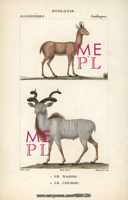 : Nilgai, Boselaphus tragocamelus, and greater : Nilgai, Boselaphus tragocamelus, and greater