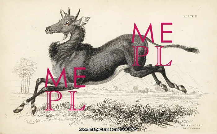 : Nilgai or nilgau, Boselaphus tragocamelus : Nilgai or nilgau, Boselaphus tragocamelus