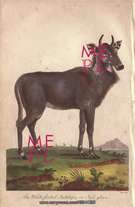 : Nilgai, nylghan, or white footed antelope : Nilgai, nylghan, or white footed antelope