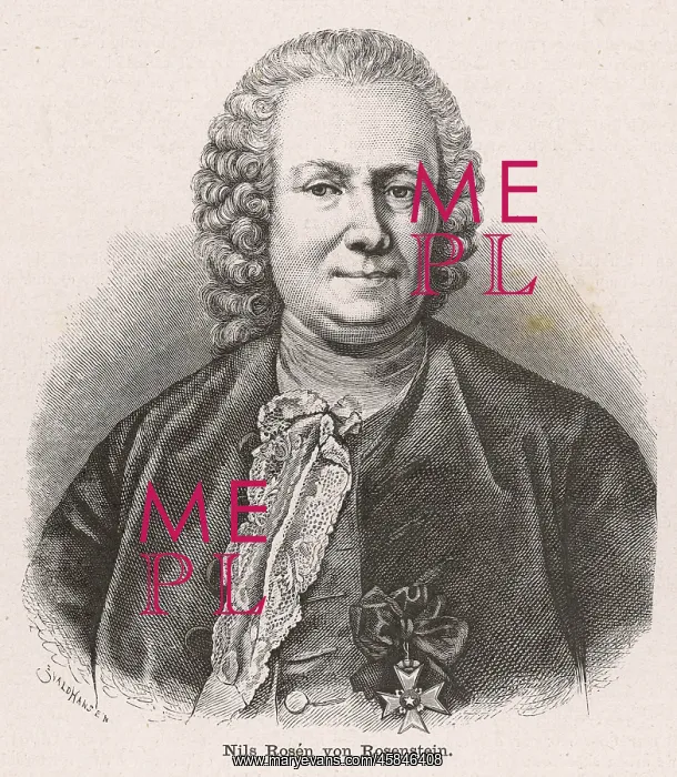 : NILS VON ROSENSTEIN : NILS VON ROSENSTEIN