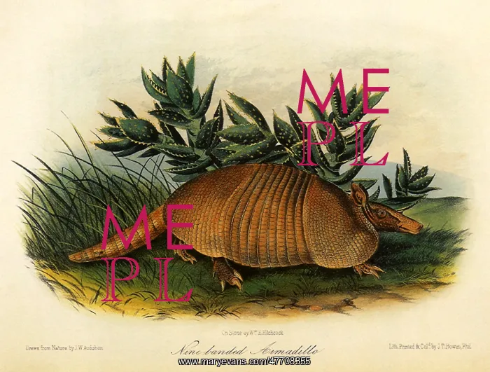: Nine-Banded Armadillo : Nine-Banded Armadillo