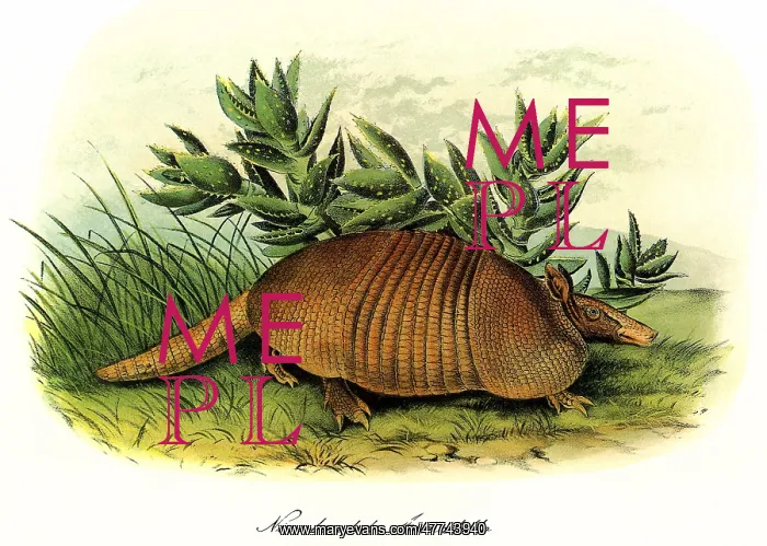  : Nine-Banded Armadillo