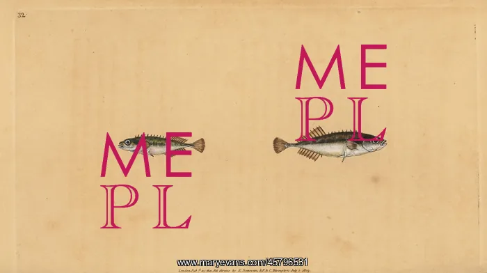 : Ninespine stickleback, Pungitius pungitius : Ninespine stickleback, Pungitius pungitius