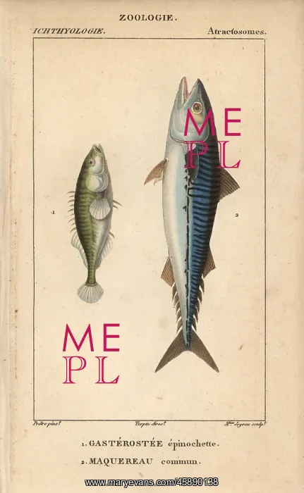 : Ninespine stickleback, Pungitius pungitius : Ninespine stickleback, Pungitius pungitius