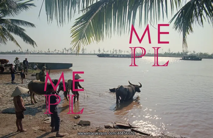 : Ninh river : Ninh river