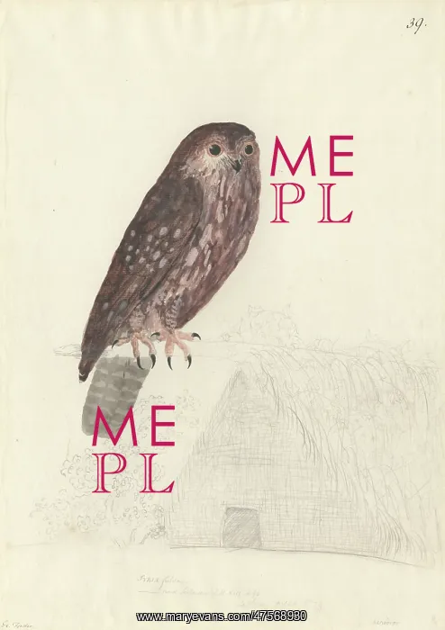 : Ninox novaseelandiae, morepork : Ninox novaseelandiae, morepork