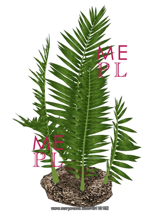 : Nipa burtinii prehistoric plant : Nipa burtinii prehistoric plant