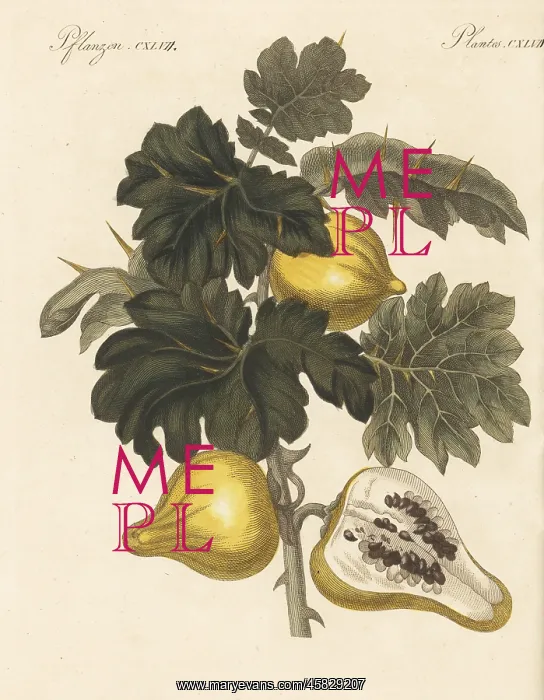 : Nipplefruit, Solanum mammosum : Nipplefruit, Solanum mammosum