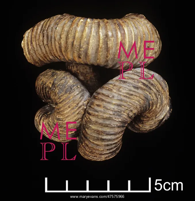 : Nipponites mirabilis, ammonite : Nipponites mirabilis, ammonite