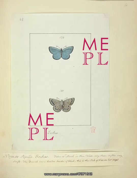 : No. 179 & 180 Palilio Erebus : No. 179 & 180 Palilio Erebus