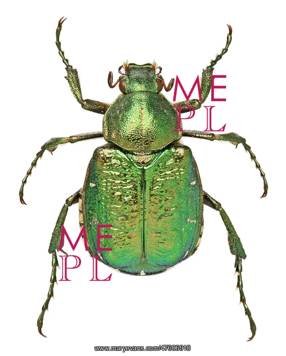 : Noble Chafer : Noble Chafer