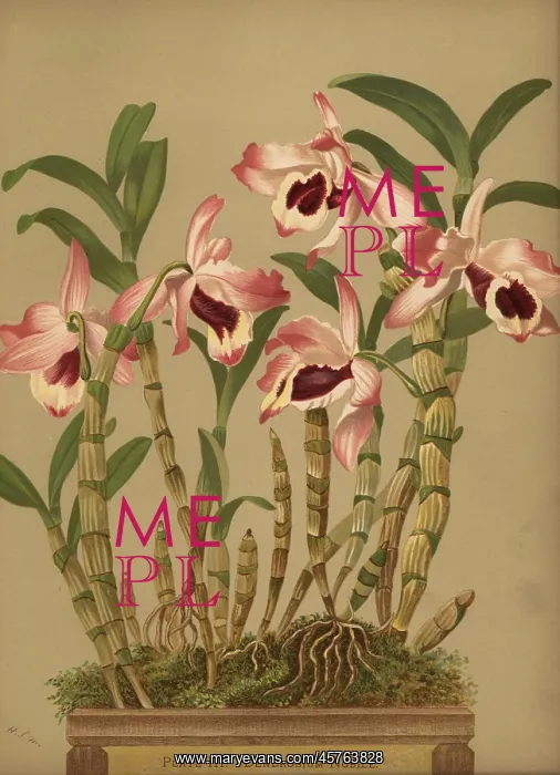 : Noble dendrobium orchid, Dendrobium nobile : Noble dendrobium orchid, Dendrobium nobile