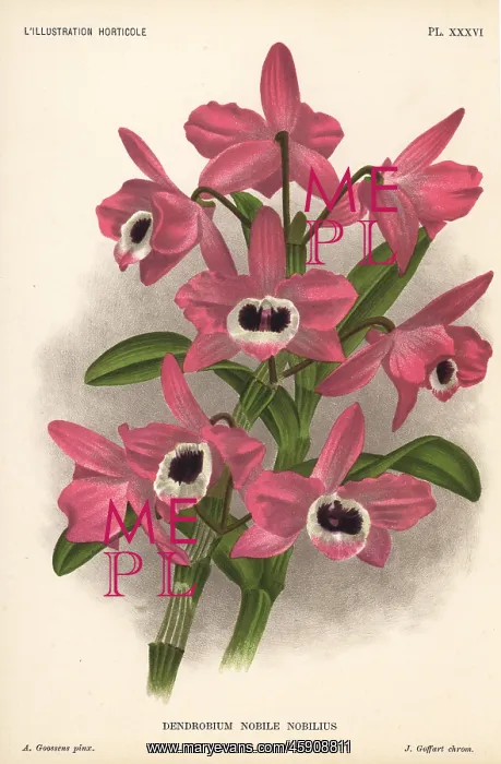 : Noble dendrobium orchid, Dendrobium nobile : Noble dendrobium orchid, Dendrobium nobile