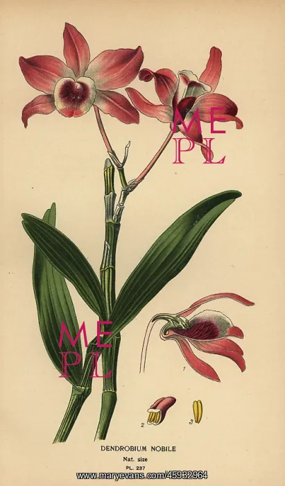 : Noble dendrobium orchid, Dendrobium nobile : Noble dendrobium orchid, Dendrobium nobile