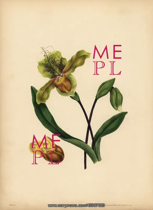 : The noble Lady's Slipper, Resemblance : The noble Lady's Slipper, Resemblance