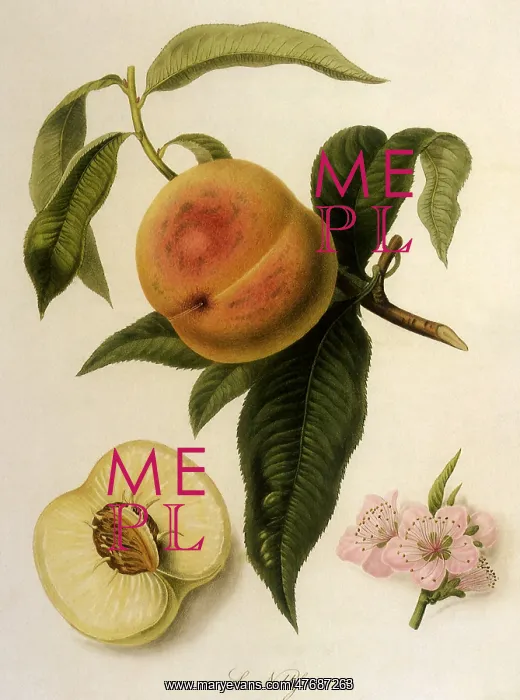  : Noblesse Peaches
