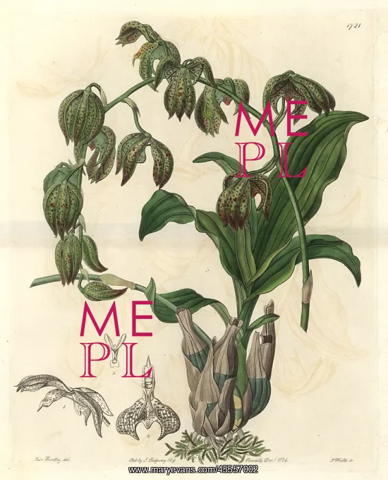 : Nodding catasetum orchid, Catasetum cernuum : Nodding catasetum orchid, Catasetum cernuum