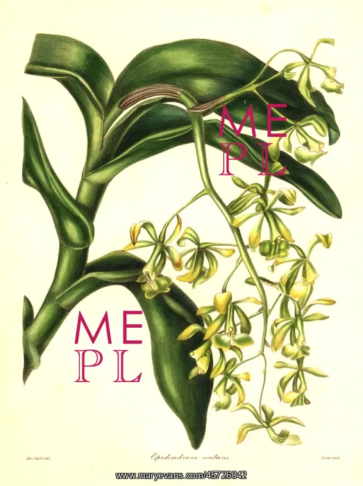 : Nodding epidendrum orchid, Epidendrum nutans : Nodding epidendrum orchid, Epidendrum nutans