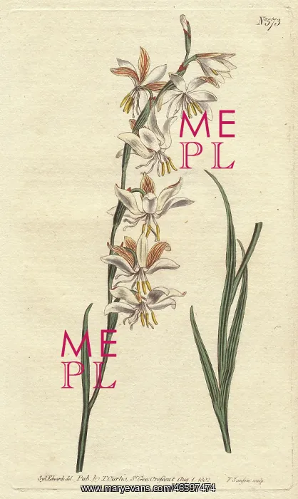 : Nodding-flowered ixia with white, orange and : Nodding-flowered ixia with white, orange and