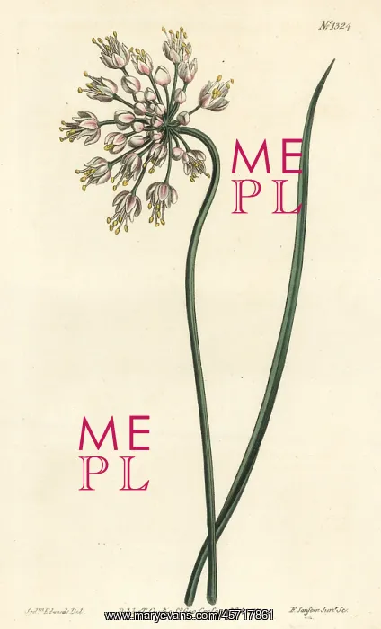 : Nodding onion, Allium cernuum : Nodding onion, Allium cernuum