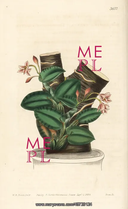 : Nodding sophonitis orchid, Cattleya cernua : Nodding sophonitis orchid, Cattleya cernua