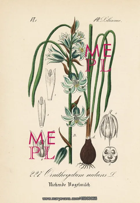 : Nodding Star of Bethlehem, Ornithogalum nutans : Nodding Star of Bethlehem, Ornithogalum nutans