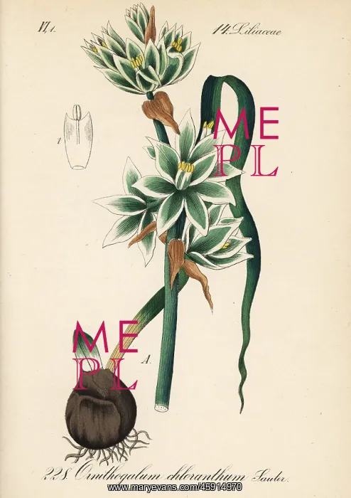 : Nodding Star of Bethlehem, Ornithogalum nutans : Nodding Star of Bethlehem, Ornithogalum nutans