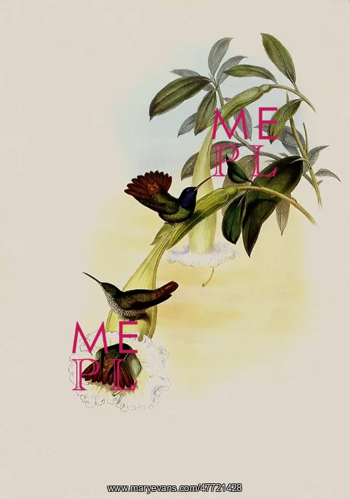 : |'none Hummingbird, Chrysuronia |'none : |'none Hummingbird, Chrysuronia |'none