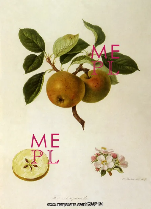 : Nonpareil Apples : Nonpareil Apples