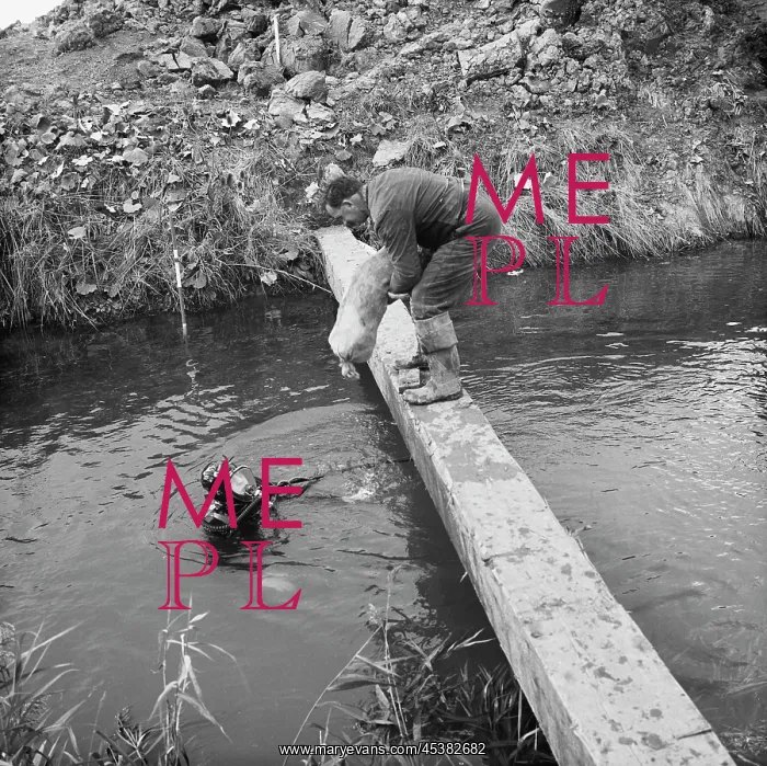 : Norfolk. A man passing a sandbag to a diver in the River Nar at a point : Norfolk. A man passing a sandbag to a diver in the River Nar at a point
